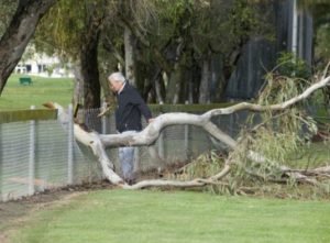 Keep trees maintained over fence lines to prevent unwanted fence repairs