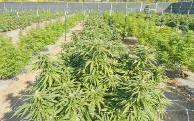 Commercial Grow Operation Fencing: Protecting Outdoor Cannabis Plants