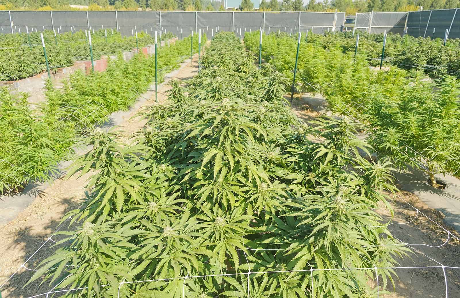 Protect Your Commercial Cannabis Operations with the Right Fencing